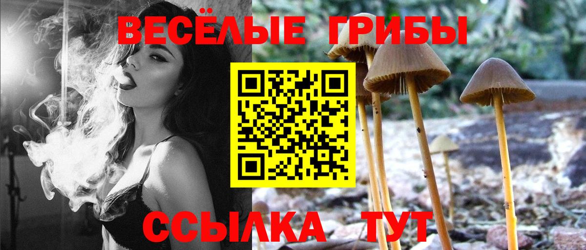 Галлюциногенные грибы Psilocybe Протвино